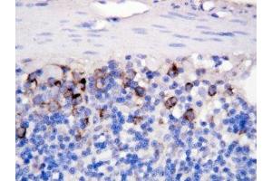 IHC-P: CD40L antibody testing of rat intestine tissue (CD40 Ligand Antikörper  (N-Term))