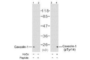 Image no. 1 for anti-Caveolin 1, Caveolae Protein, 22kDa (CAV1) (Tyr14) antibody (ABIN197289) (Caveolin-1 Antikörper  (Tyr14))