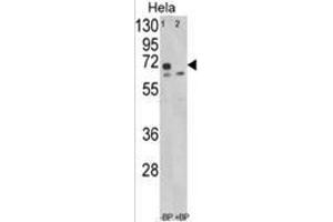Western blot analysis of LMOD1 Antibody (Center N201) in Hela cell line lysates (35ug/lane).