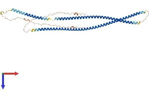 KRT80 Protein (AA 1-452) (His tag)