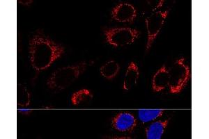 Confocal immunofluorescence analysis of U2OS cells using Hsp60 Polyclonal Antibody at dilution of 1:100. (HSPD1 Antikörper)