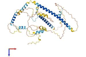FSIP1 Protein (AA 1-435) (His tag)