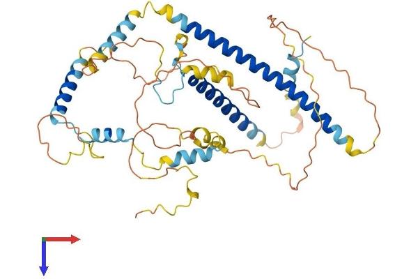 FSIP1 Protein (AA 1-435) (His tag)