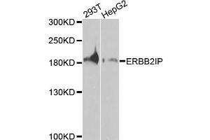 Western blot analysis of extracts of various cells, using ERBB2IP antibody. (ERBB2IP Antikörper)