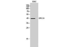 Western Blotting (WB) image for anti-G Protein-Coupled Receptor 139 (GPR139) (Internal Region) antibody (ABIN3175334) (GPR139 Antikörper  (Internal Region))