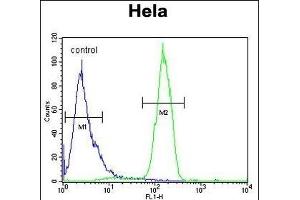 C13orf3 Antibody (Center) (ABIN652928 and ABIN2842594) flow cytometric analysis of Hela cells (right histogram) compared to a negative control cell (left histogram).