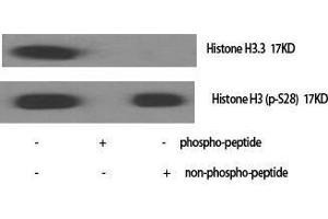 Western Blotting (WB) image for anti-Histone H3.3 (Ser101) antibody (ABIN3175505) (Histone H3.3 Antikörper  (Ser101))