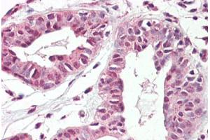 Anti-TREX2 antibody IHC staining of human breast. (TREX2 Antikörper  (AA 36-48))