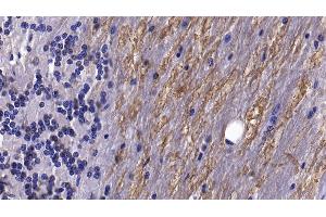 Immunohistochemistry (IHC) image for anti-Brain-Derived Neurotrophic Factor (BDNF) (AA 20-252) antibody (ABIN7427021)