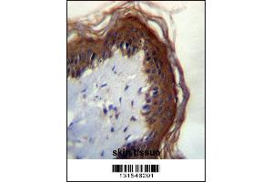 LIPM Antibdy immunohistochemistry analysis in formalin fixed and paraffin embedded human skin tissue followed by peroxidase conjugation of the secondary antibody and DAB staining.