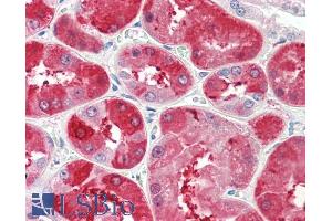 ABIN5539605 (5µg/ml) staining of paraffin embedded Human Kidney.