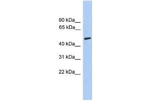 Western Blotting (WB) image for anti-Cholinergic Receptor, Nicotinic, alpha 5 (Neuronal) (CHRNA5) (Middle Region) antibody (ABIN2776102)