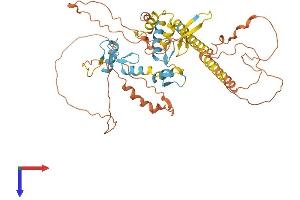 IKZF3 Protein (AA 1-509) (His tag)
