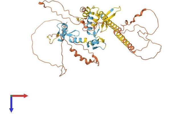 IKZF3 Protein (AA 1-509) (His tag)