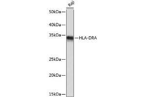 Western blot analysis of extracts of Raji cells, using HLA-DRA Rabbit mAb (ABIN7267758) at 1:1000 dilution. (HLA-DRA Antikörper)