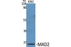 Western Blot (WB) analysis of specific cells using MAD2 Polyclonal Antibody. (MAD2 Antikörper  (Internal Region))