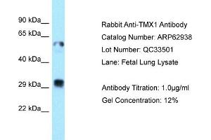 Western Blotting (WB) image for anti-Thioredoxin-Related Transmembrane Protein 1 (TMX1) (C-Term) antibody (ABIN2789306) (TMX1 Antikörper  (C-Term))