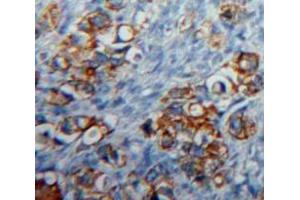 IHC-P analysis of Ovary tissue, with DAB staining. (CD83 Antikörper  (AA 24-205))