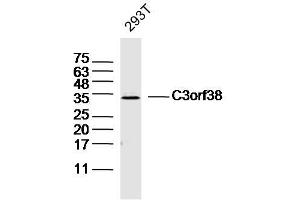 293T lysates probed with C3orf38 Polyclonal Antibody, Unconjugated  at 1:300 dilution and 4˚C overnight incubation.