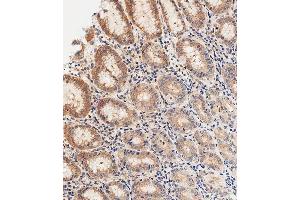 Immunohistochemical analysis of paraffin-embedded Human stomach tissue using A performed on the Leica® BOND RXm. (DNASE1 Antikörper  (AA 87-121))