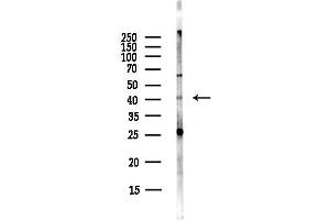 Western blot analysis of lysates from Hela cells(starvation,24h treatment), using GPR86/GPR94 Antibody at 1/1000 dilution.