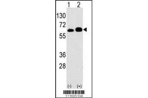 Western blot analysis of anti-RPS6KB1 Antibody Pab in 293 cell line lysates transiently transfected with the RPS6KB1 gene (2ug/lane). (RPS6KB1 Antikörper  (AA 277-306))