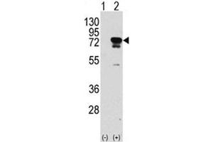 Western blot analysis of EIF4B antibody and 293 cell lysate (2 ug/lane) either nontransfected (Lane 1) or transiently transfected with the EIF4B gene (2). (EIF4B Antikörper  (AA 400-429))