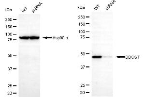 Western blotting analysis using DDOST antibody (ABIN7798385). (DDOST Antikörper)