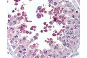 ABIN5943477 (5 µg/ml) staining of paraffin embedded Human Testis. (MLL4 Antikörper)