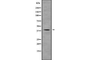 Western blot analysis of MUC7 using K562 whole cell lysates (MUC7 Antikörper  (Internal Region))