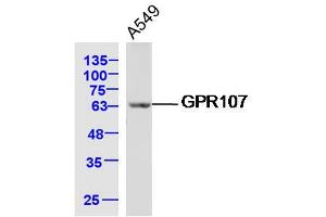 A549 lysates probed with GPR107 Polyclonal Antibody, Unconjugated  at 1:300 dilution and 4˚C overnight incubation. (GPR107 Antikörper  (AA 301-400))