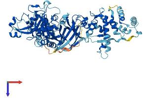 Calpain 9 Protein (CAPN9) (AA 1-690) (His tag)