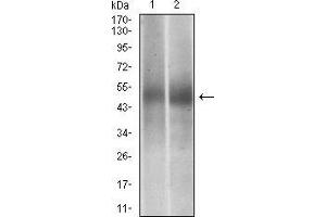 Western blot analysis using PTPN1 mouse mAb against Jurkat (1), MCF-7 (2) cell lysate. (PTPN1 Antikörper  (AA 40-246))
