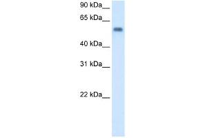 WB Suggested Anti-MAOB Antibody Titration:  0. (Monoamine Oxidase B Antikörper  (C-Term))