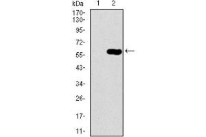 Western Blotting (WB) image for anti-Dynactin 4 (DCTN4) (AA 57-298) antibody (ABIN1843394) (Dynactin 4 Antikörper  (AA 57-298))