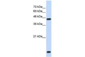 WB Suggested Anti-HDAC8 Antibody Titration:  0. (HDAC8 Antikörper  (N-Term))