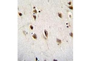 Immunohistochemistry analysis in formalin fixed and paraffin embedded human brain tissue reacted with Musashi-1 Antibody (N-term) followed by peroxidase conjugation of the secondary antibody and DAB staining. (MSI1 Antikörper  (N-Term))