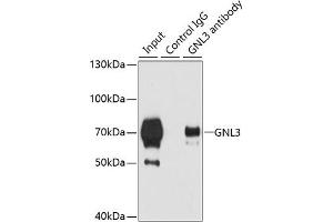 Immunoprecipitation analysis of 200 μg extracts of 293T cells using 3 μg GNL3 antibody (ABIN6130343, ABIN6141249, ABIN6141250 and ABIN6222113). (Nucleostemin Antikörper  (AA 1-240))