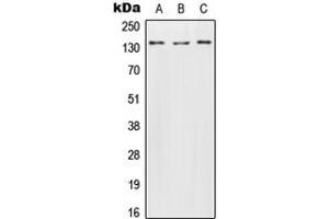 Western blot analysis of Contactin 2 expression in HeLa (A), SP2/0 (B), H9C2 (C) whole cell lysates. (CNTN2 Antikörper  (N-Term))