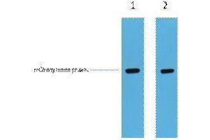 Western Blotting (WB) image for anti-mCherry Fluorescent Protein antibody (ABIN3178733) (mCherry Antikörper)