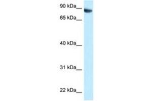 Image no. 1 for anti-Family with Sequence Similarity 129, Member B (FAM129B) (C-Term) antibody (ABIN6747899) (MEG3 Antikörper  (C-Term))