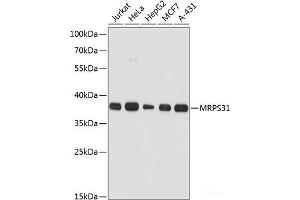 Western blot analysis of extracts of various cell lines using MRPS31 Polyclonal Antibody at dilution of 1:3000. (MRPS31 Antikörper)