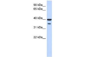 WB Suggested Anti-ZNF785 Antibody Titration:  0. (ZNF785 Antikörper  (N-Term))