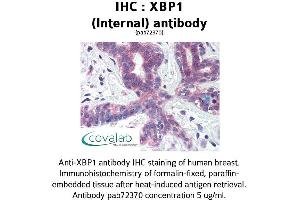 Image no. 1 for anti-X-Box Binding Protein 1 (XBP1) (AA 358-372) antibody (ABIN1740861) (XBP1 Antikörper  (AA 358-372))