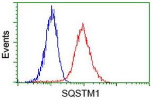 Image no. 2 for anti-Sequestosome 1 (SQSTM1) antibody (ABIN1499990)