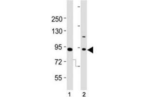Western blot testing of Dnmt3b antibody at 1:2000 dilution. (DNMT3B Antikörper  (AA 389-417))