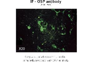 Image no. 3 for anti-Claudin 11 (CLDN11) (C-Term) antibody (ABIN346949)