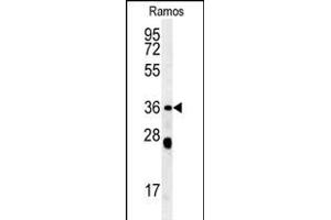 NCF1 Antibody (N-term) (ABIN652063 and ABIN2840531) western blot analysis in Ramos cell line lysates (35 μg/lane). (NCF1 Antikörper  (N-Term))