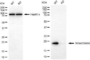 Western blotting analysis using Smac/Diablo antibody (ABIN7800284). (Rekombinanter DIABLO Antikörper)