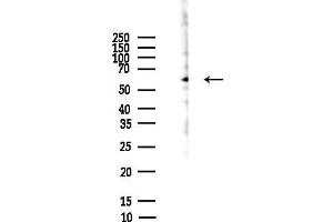 anti-Sal-Like 4 (SALL4) (Internal Region) antibody